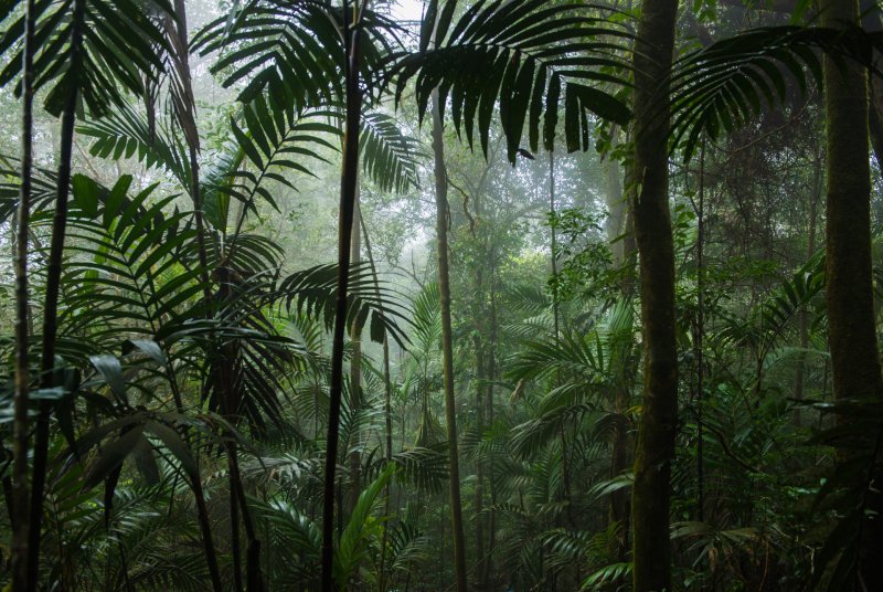 Phong cảnh rừng nhiệt đới 45