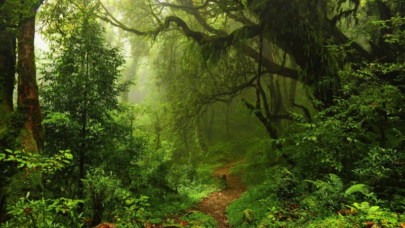 Phong cảnh rừng nhiệt đới 46