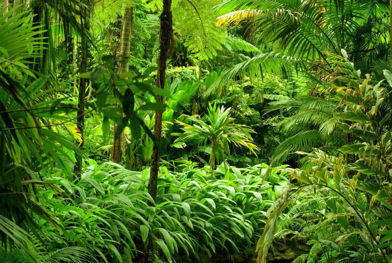Phong cảnh rừng nhiệt đới 49