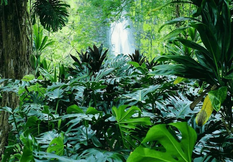 Phong cảnh rừng nhiệt đới 50