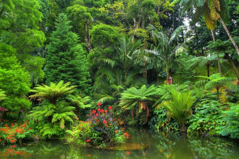 Phong cảnh rừng nhiệt đới 51