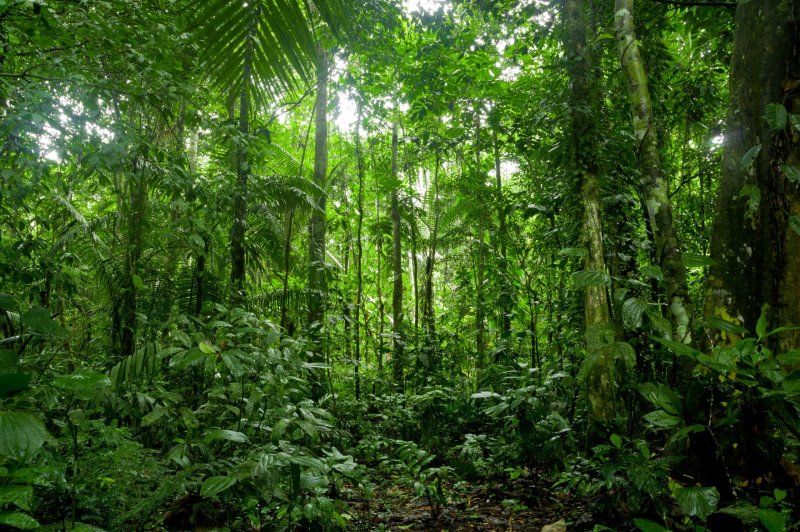 Phong cảnh rừng nhiệt đới 53