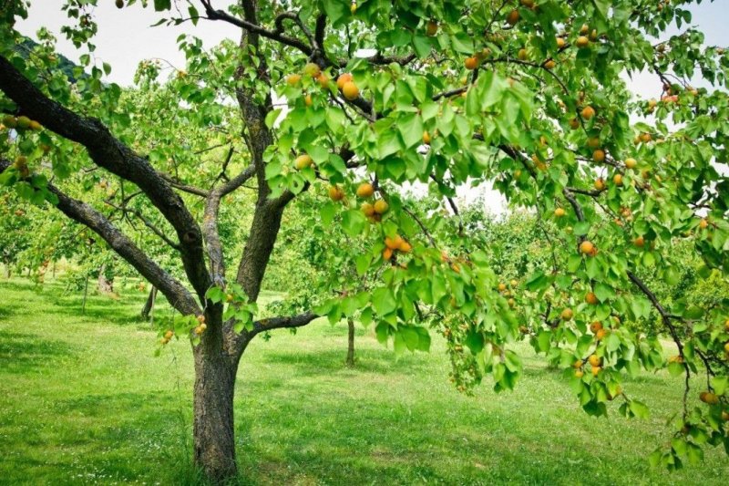 Phong cảnh vườn cây ăn trái rợp mát 25