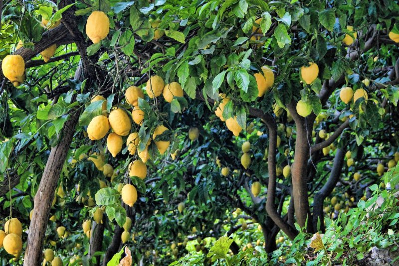 Phong cảnh vườn cây ăn trái rợp mát 36