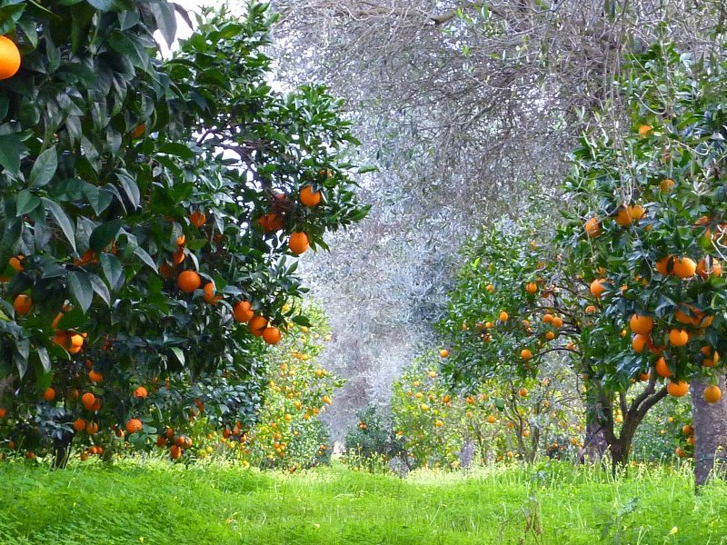 Phong cảnh vườn cây ăn trái rợp mát 37
