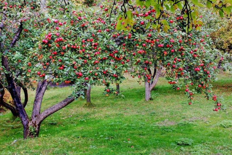Phong cảnh vườn cây ăn trái rợp mát 40