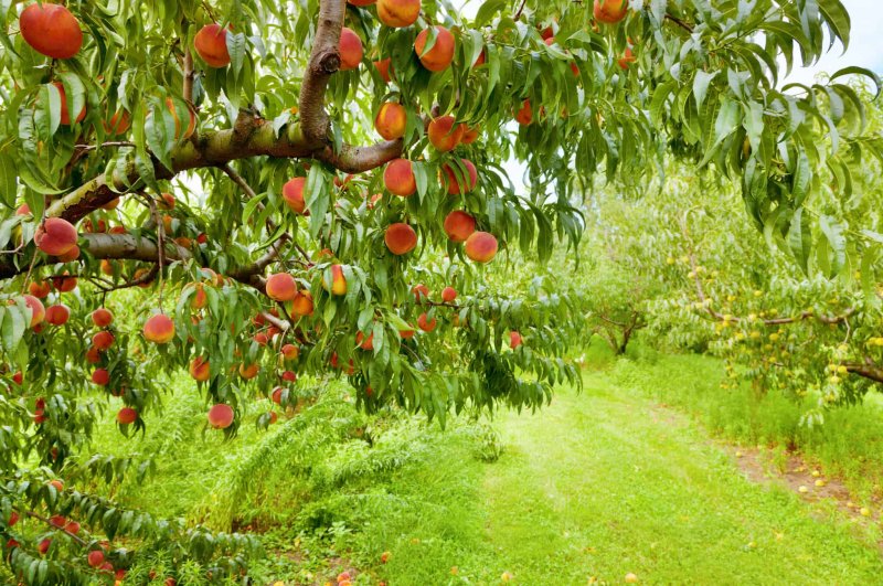 Phong cảnh vườn cây ăn trái rợp mát 44