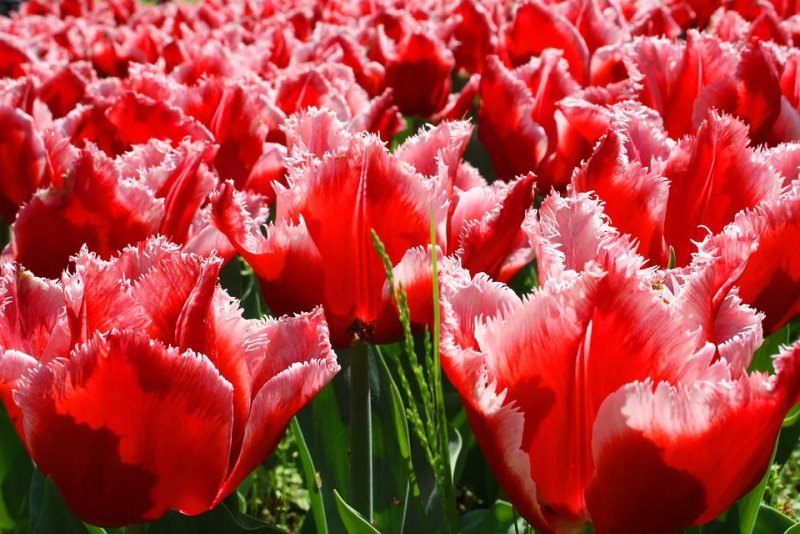 Phong cảnh vườn hoa tulip sặc sỡ 6