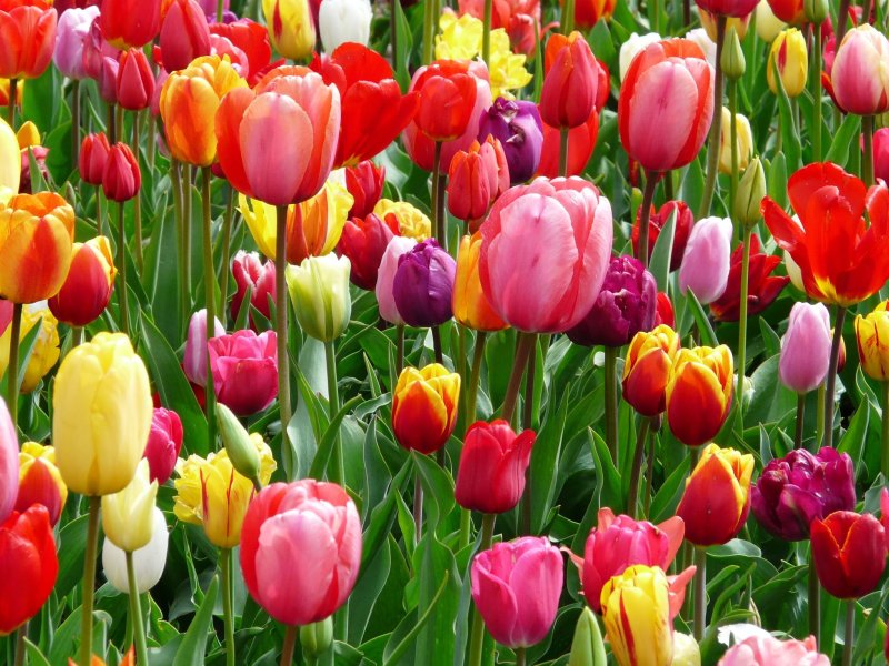 Phong cảnh vườn hoa tulip sặc sỡ 8