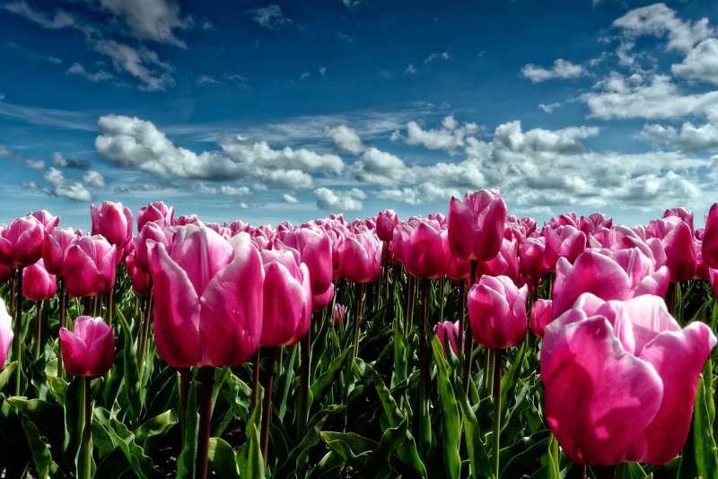 Phong cảnh vườn hoa tulip sặc sỡ 9
