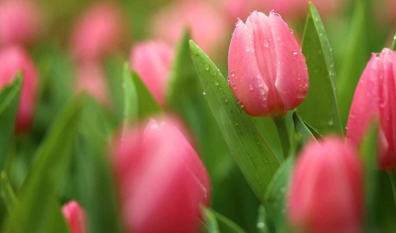 Phong cảnh vườn hoa tulip sặc sỡ 11