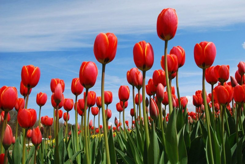 Phong cảnh vườn hoa tulip sặc sỡ 15