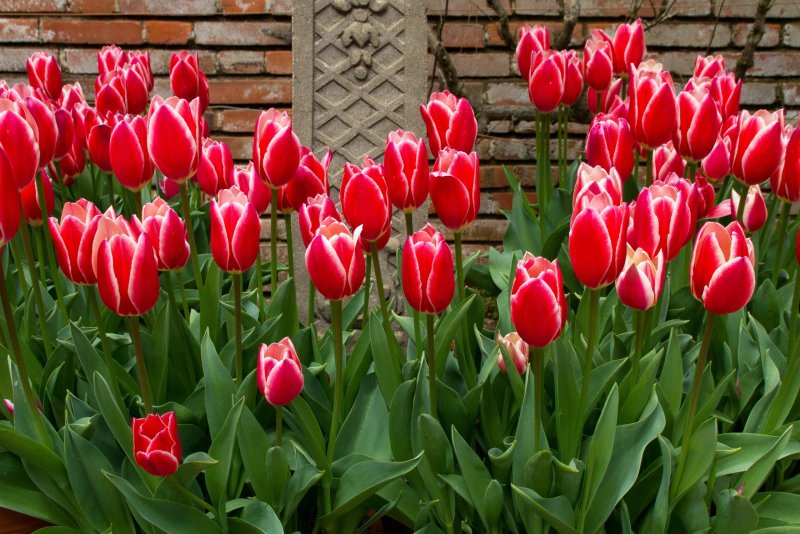 Phong cảnh vườn hoa tulip sặc sỡ 19