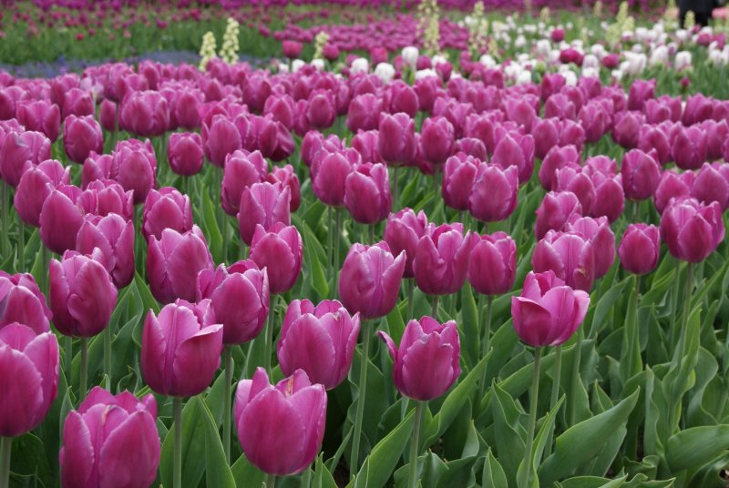 Phong cảnh vườn hoa tulip sặc sỡ 21