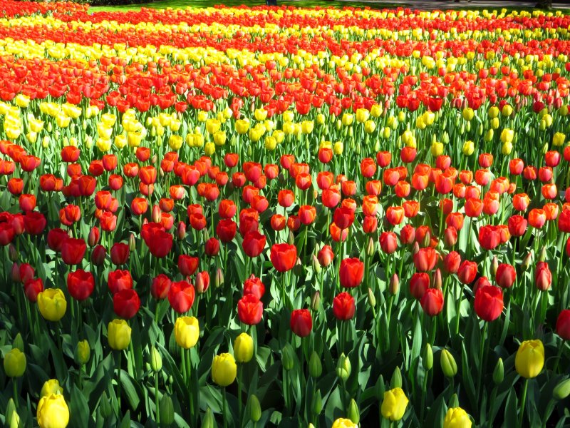Phong cảnh vườn hoa tulip sặc sỡ 22