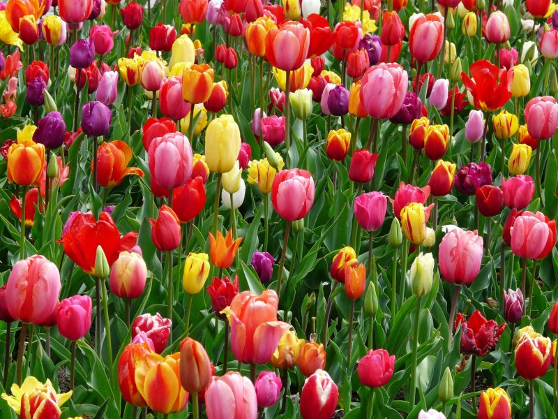 Phong cảnh vườn hoa tulip sặc sỡ 23