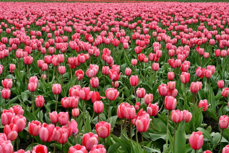 Phong cảnh vườn hoa tulip sặc sỡ 24