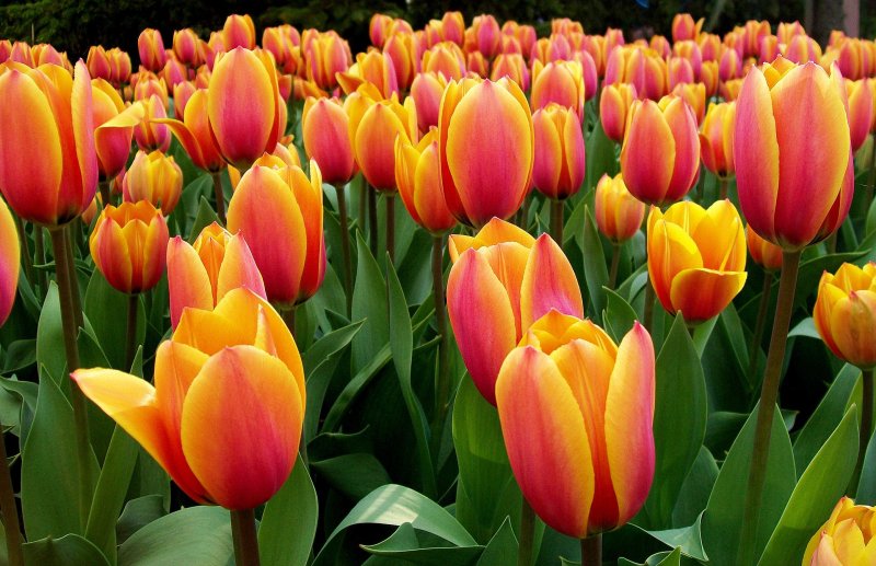 Phong cảnh vườn hoa tulip sặc sỡ 25
