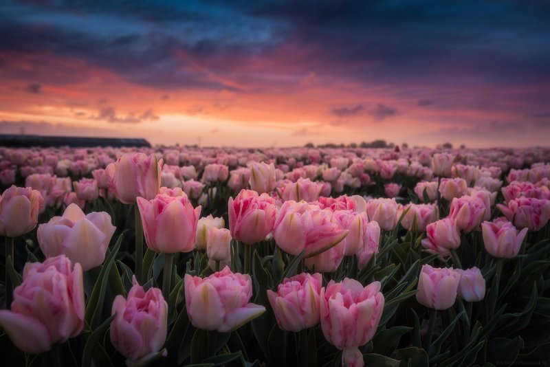 Phong cảnh vườn hoa tulip sặc sỡ 26