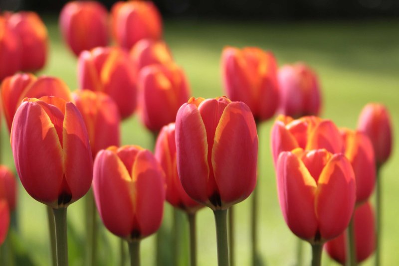 Phong cảnh vườn hoa tulip sặc sỡ 29