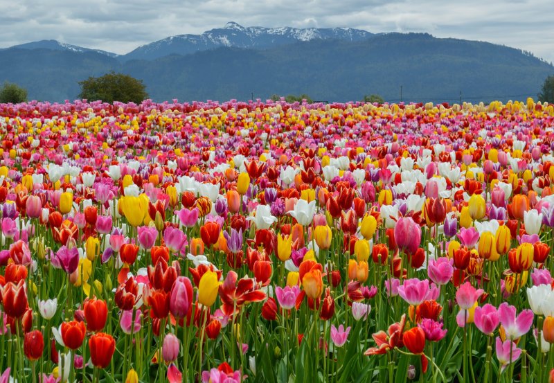 Phong cảnh vườn hoa tulip sặc sỡ 31