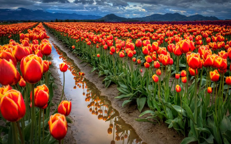 Phong cảnh vườn hoa tulip sặc sỡ 30