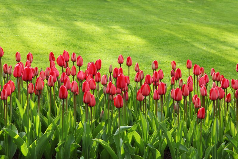Phong cảnh vườn hoa tulip sặc sỡ 33