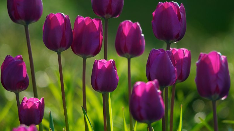 Phong cảnh vườn hoa tulip sặc sỡ 34
