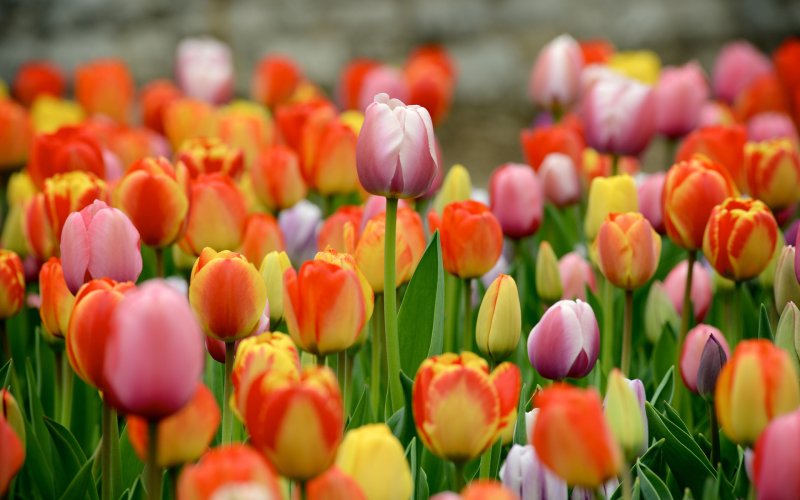 Phong cảnh vườn hoa tulip sặc sỡ 36