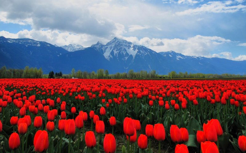 Phong cảnh vườn hoa tulip sặc sỡ 37
