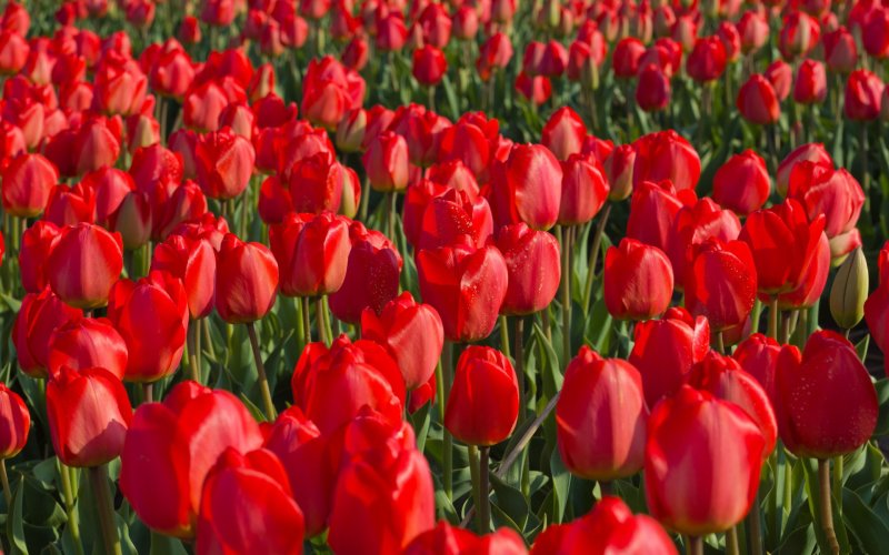 Phong cảnh vườn hoa tulip sặc sỡ 38