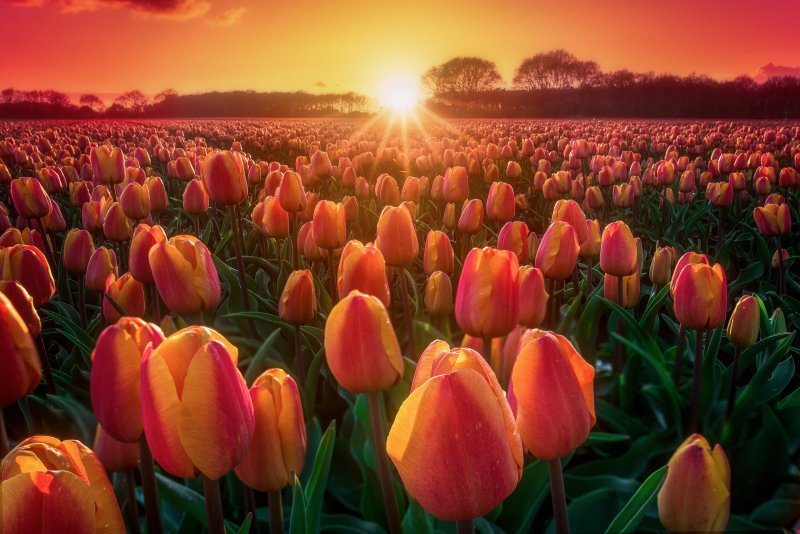 Phong cảnh vườn hoa tulip sặc sỡ 40