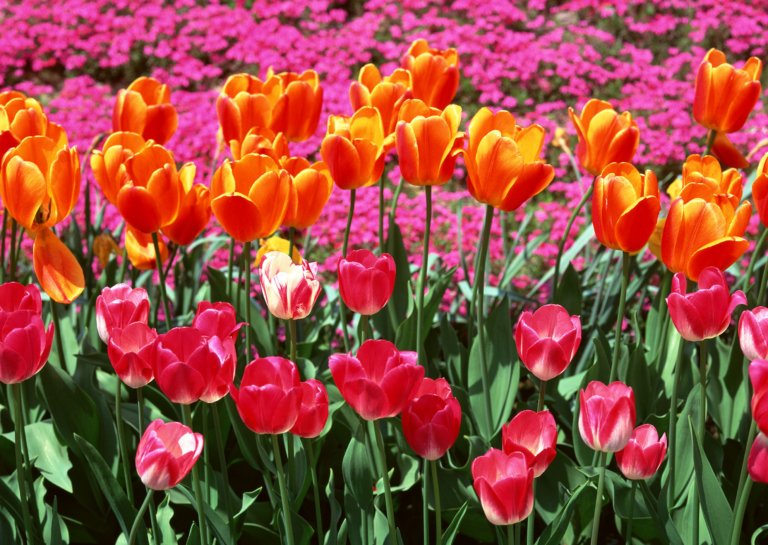 Phong cảnh vườn hoa tulip sặc sỡ 41