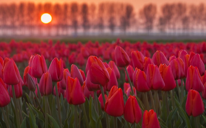 Phong cảnh vườn hoa tulip sặc sỡ 42