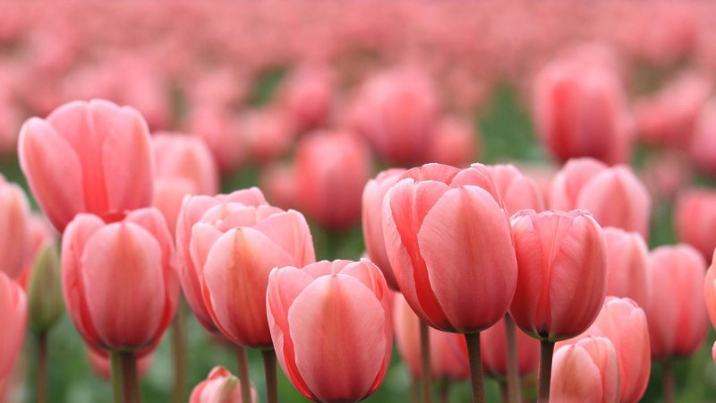 Phong cảnh vườn hoa tulip sặc sỡ 43