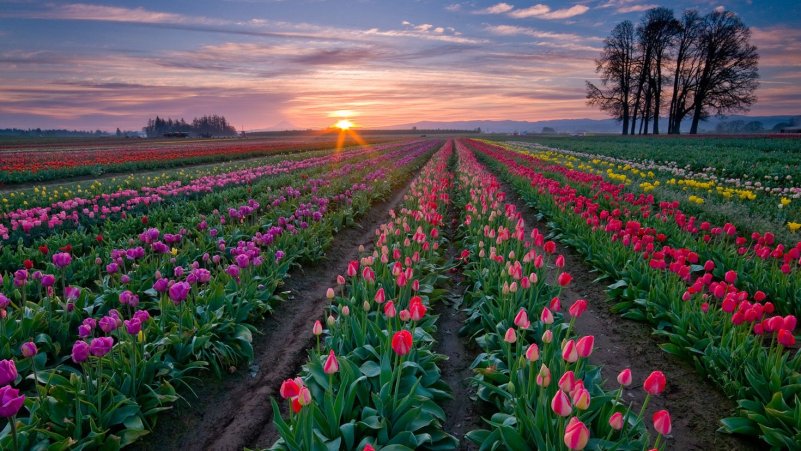 Phong cảnh vườn hoa tulip sặc sỡ 44