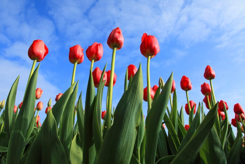 Phong cảnh vườn hoa tulip sặc sỡ 45