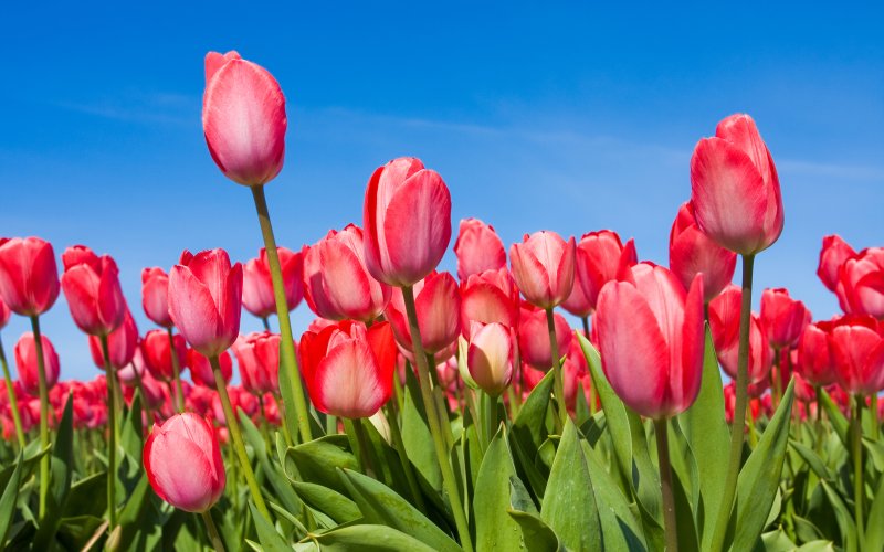 Phong cảnh vườn hoa tulip sặc sỡ 46