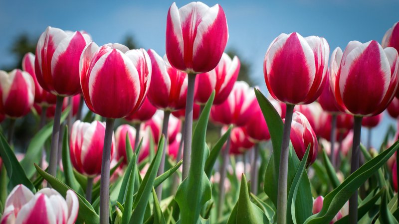 Phong cảnh vườn hoa tulip sặc sỡ 47