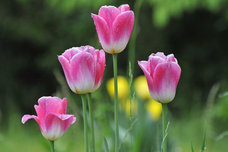Phong cảnh vườn hoa tulip sặc sỡ 49
