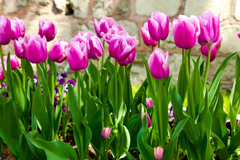 Phong cảnh vườn hoa tulip sặc sỡ 51