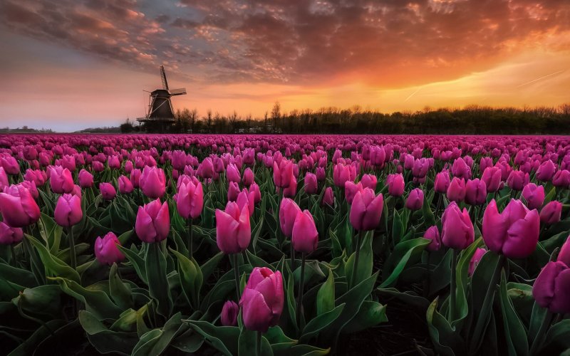Phong cảnh vườn hoa tulip sặc sỡ 50