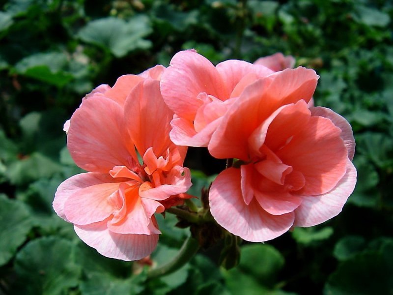 Hoa phong lữ hồng 9