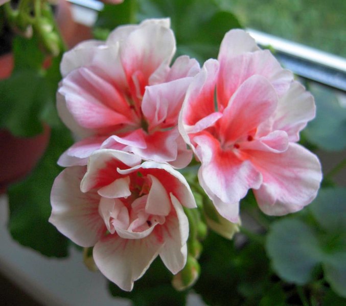 Hoa phong lữ hồng 1