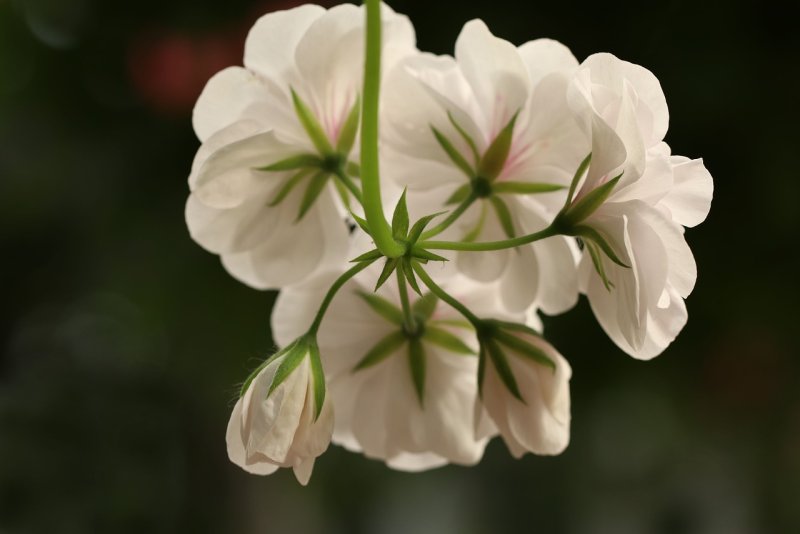 Hoa phong lữ trắng 5