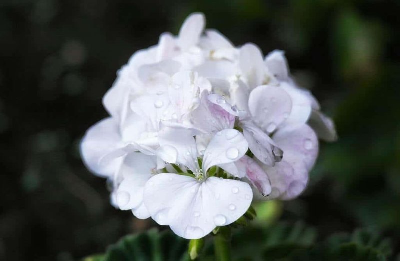 Hoa phong lữ trắng 4