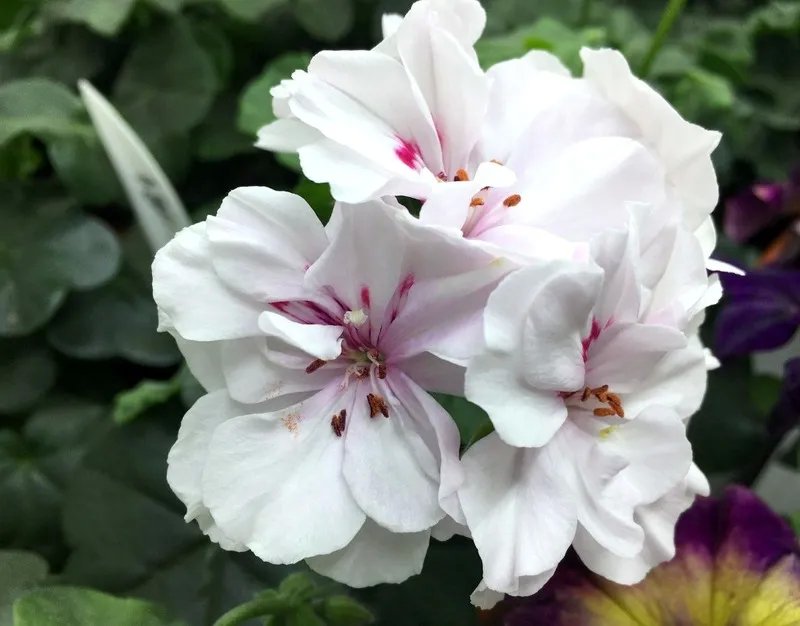 Hoa phong lữ trắng 2