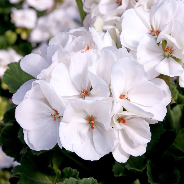 Hoa phong lữ trắng 1