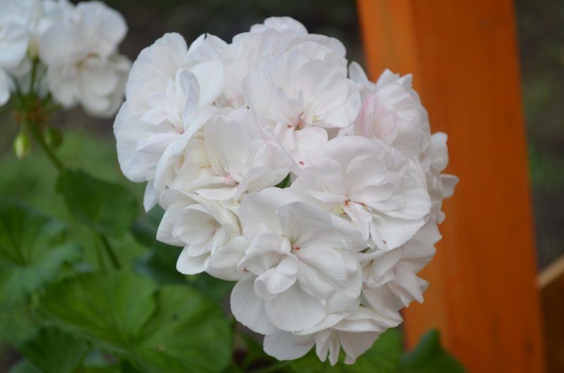 Hoa phong lữ trắng 10