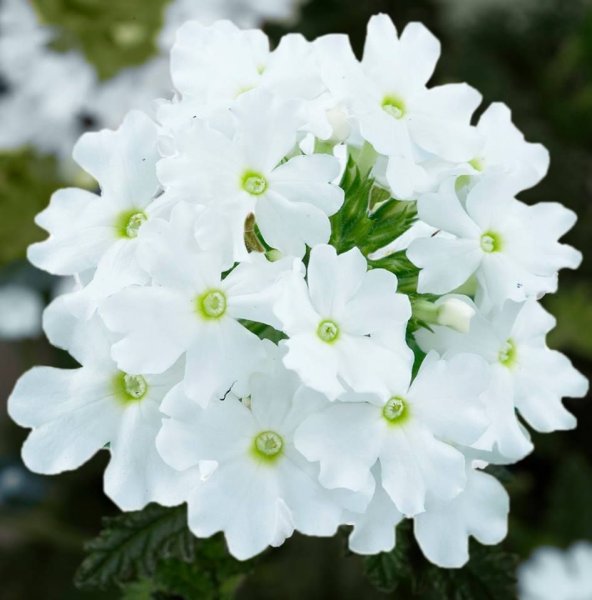 Hoa phong lữ trắng 9